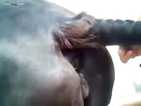 Gay Beast Com Me And My Mare