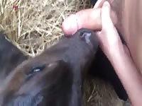 GayBeast Rip Men And Animals Calf 1324 - Bestiality Porn Video With Man