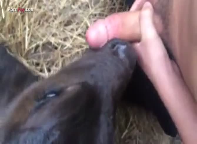 GayBeast Rip Men And Animals Calf 1324 - Bestiality Porn ...