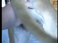 GayBeast Men And Animals Dane 1310 2919 - Zoophilia Porn Tube With Man