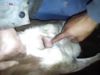 GayBeast Men And Animals Goat In Heat - Bestiality Porn Tube With Men