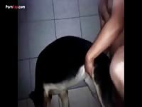 GayBeast.com Men And Animals Gsd Gives 1324 And Gets 1795ed - Bestiality Sex Tube With Dude