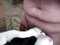2 Calves Give A Tag Team Blowjob GayBeast - Dude Fucks Pet