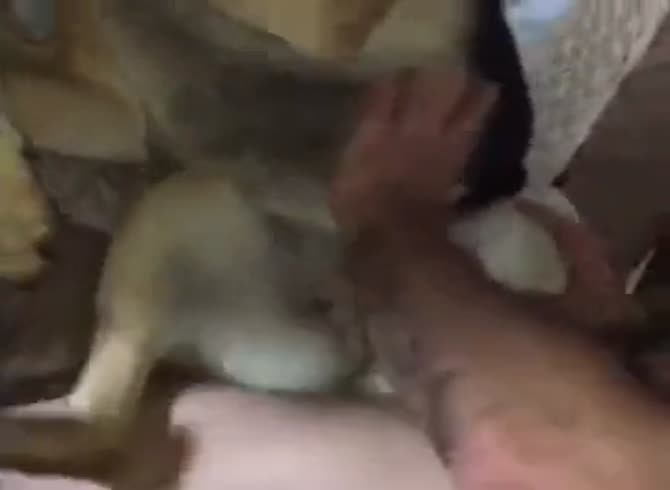 Boy Fucks German Shepard Video