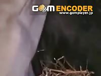 231cow Sex GayBeast.com - Animal Men