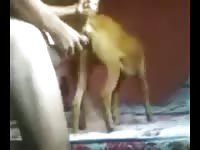 3 In 1 GayBeast Rip - boy Fucks Animal