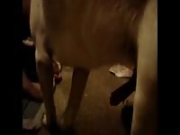 A Friend And My Dog GayBeast.com - Zoophilia Dude