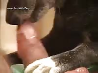 A Good Licking Tricky Dick Foreskin