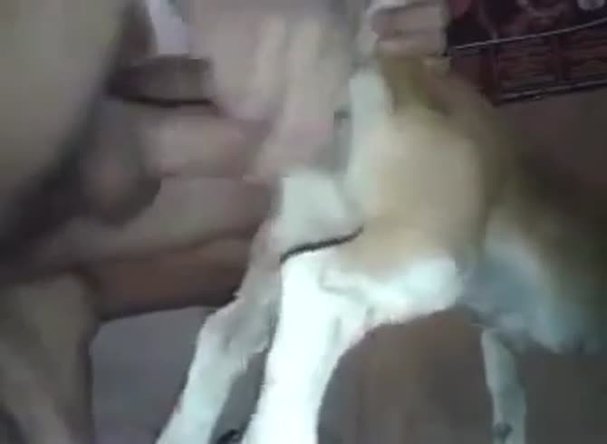 Dog Fucks Cat