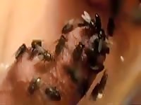 A Lot Of Flies Gay Beast Com - Man Fucks Animal