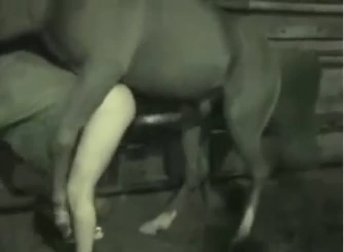 Big Horse Gay Sex - A Man With A Big Dick Fuck Horse GayBeast - Bestiality Sex Movie With Dude  - Extrem Sex and Taboo Porn.