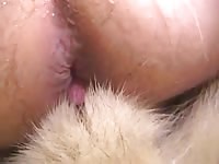 Akita Knot GayBeast Rip - Dude Fucks Pet