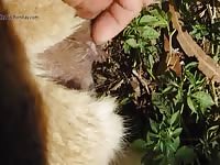 Alpaca1 Gay Beast Com - Men Fucks Animal