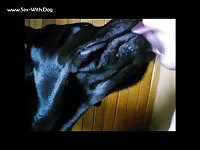 Aluzky Getting Lickjobs 01 Aluzky Home Made Videos Dog Lover German Shepherd- Dude Fucks Pet