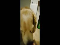Aluzky Hcock Lickjob