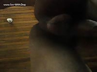 Aluzky Under Sex 1 Aluzky Home Made Videos Dog Lover German Shepherd- Men Fucks Pet