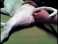 Anal Fingering GayBeast - Man Fucks Pet