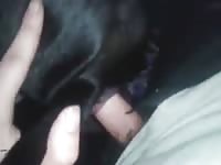 Anal First Time With Dog GayBeast - Bestiality Sex Video With Boy