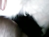 Anal Fuck Male Calf GayBeast - Animal Sex Video With Boy