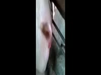Animalboy Fickt Schweine Im Stall GayBeast.com - Animal Porn Video With Boy(1)
