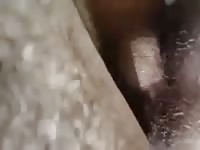 Another Donkey Fucked And Creamed GayBeast.com - Zoophilia Men