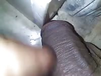 Ants Like It Gay Beast Com - Beastiality Men