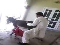 Arab Man Fucks Donkey- Animal Sex Movie With Dude