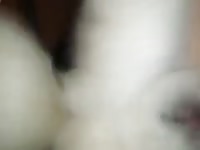 Attempted Mounting GayBeast - Animal Boy
