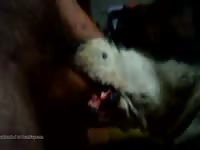 Awesome Dog Blowjob GayBeast - Animal Boy