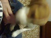 Beagle First Blowjob 1 GayBeast Rip - Men Fucks Pet