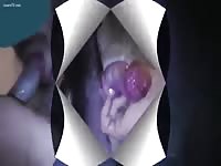 Bearded Guy Sock Ing Dog GayBeast - Beastiality Sex Video With Man