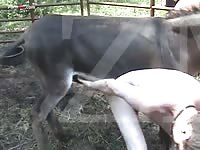 Benny Boinks Some Booty Donkey Dicked