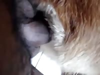 Big Black Cock In Dogs Tight Pussy GayBeast Rip - Zoophilia Men