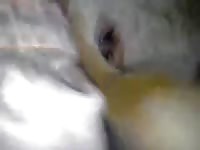 Big Cock GayBeast Rip - boy Fucks Pet