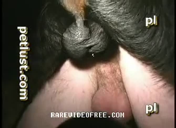 Man getting fucked by dog images Big Dog Fucks His Ass Extrem Sex And Taboo Porn