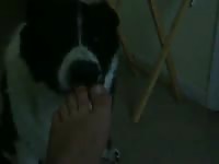 Big Dog Licks My Feet GayBeast - Man Fucks Animal