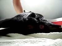 Bitch Anal 1 GayBeast.com - Men Fucks Pet