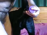 Black Labrador Bitch Anal Gay Beast Com - Bestiality Man