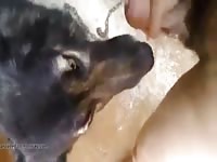 Blow Dog Gay Beast Com - Animal Sex Tube With Man