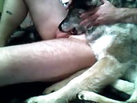 Blowjob 1 GayBeast - Bestiality Dude