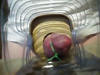 Bound Cock With Crickets GayBeast Rip - Beastiality Man