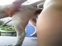 Boy And Dog 5 1 Gay Beast Com - Bestiality Sex Video With Boy- Dude Fucks Animal