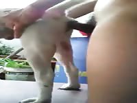 Boy Fucks Dog 4 GayBeast - Man Fucks Animal- Animal Men