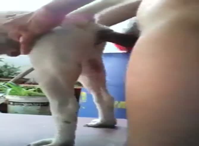 Vilej Rial Dog Sex - Boy Fucks Dog 4 GayBeast - Man Fucks Animal- Animal Men - Extrem Sex and  Taboo Porn.