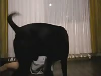 Boy In Hoodie Takes Dog GayBeast - Animal Porn Video With Boy