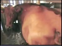 Brown Cow GayBeast.com - Beastiality Dude