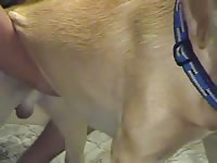 Cachorro Passivo Gay Beast Com - Dude Fucks Animal