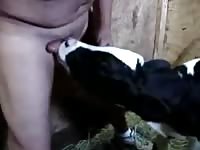 Calf Suck My Dick GayBeast.com - Animal Porn Tube With Dude - Extrem Sex  and Taboo Porn.