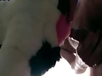Canine Plushie Sex Gay Beast Com - boy Fucks Pet