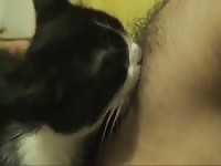 Cat Sucking Nipple GayBeast Rip - boy Fucks Pet